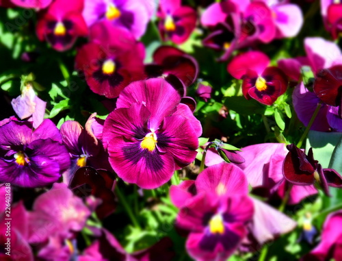 Close up of purple pansy flowers or pansies blooming in the garden. Close-up of blooming Spring Flowers. Season of flowering pansies. Pansy blooming in the Spring.