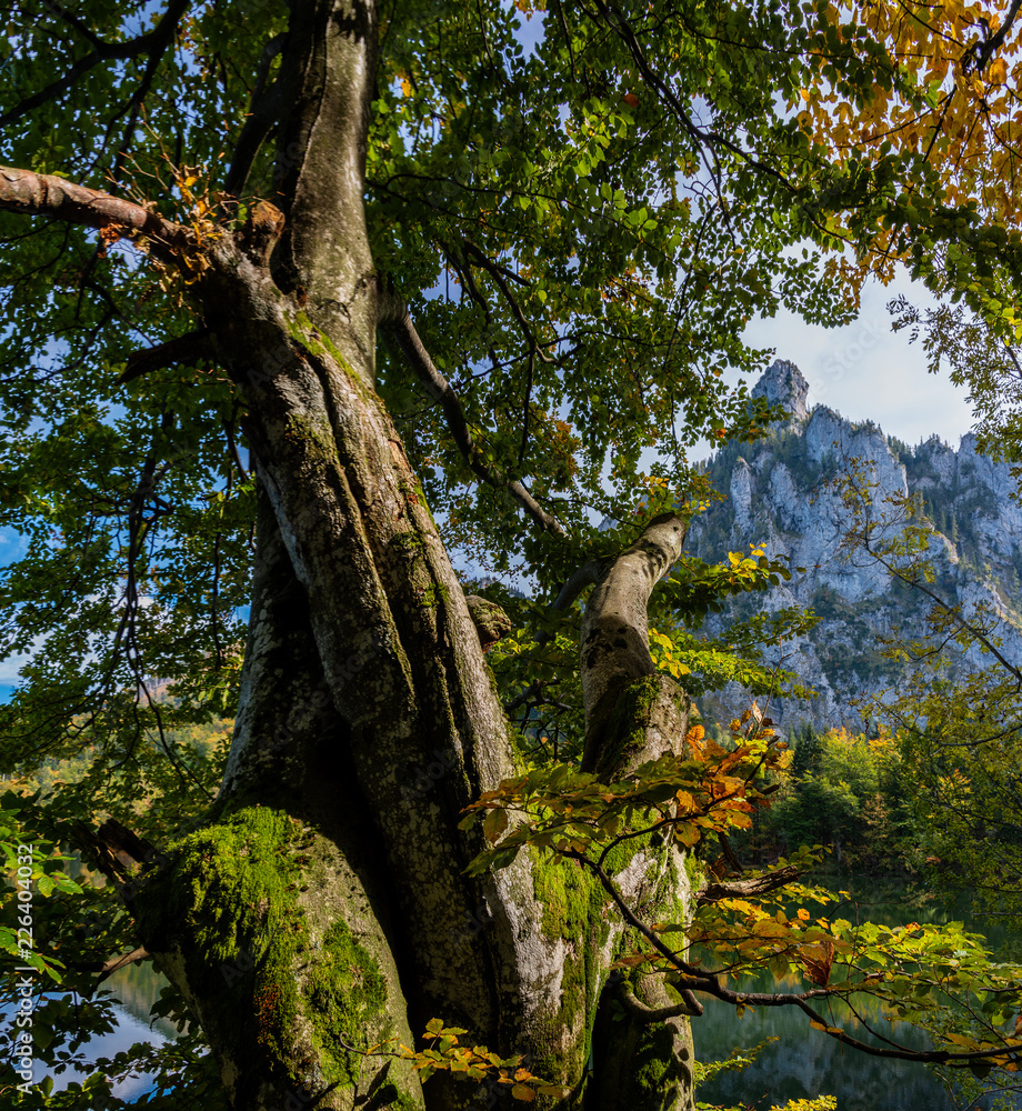 Fotografie Waldidylle am Laudachsee mit Traunstein