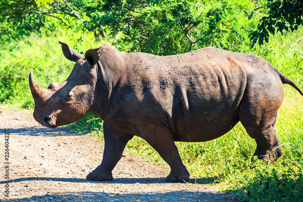Fototapeta premium Rhino wyrusza w drogę. Safari w parkach narodowych RPA.