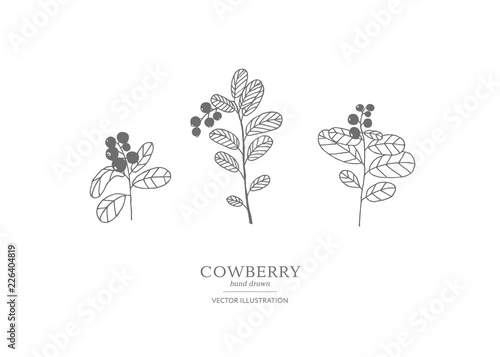 Fototapeta Naklejka Na Ścianę i Meble -  Hand drawn cowberry set