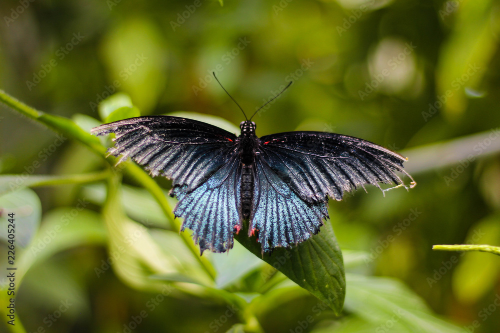 Butterflies of the Malahide Castle Gardens Stock Photo Adobe Stock