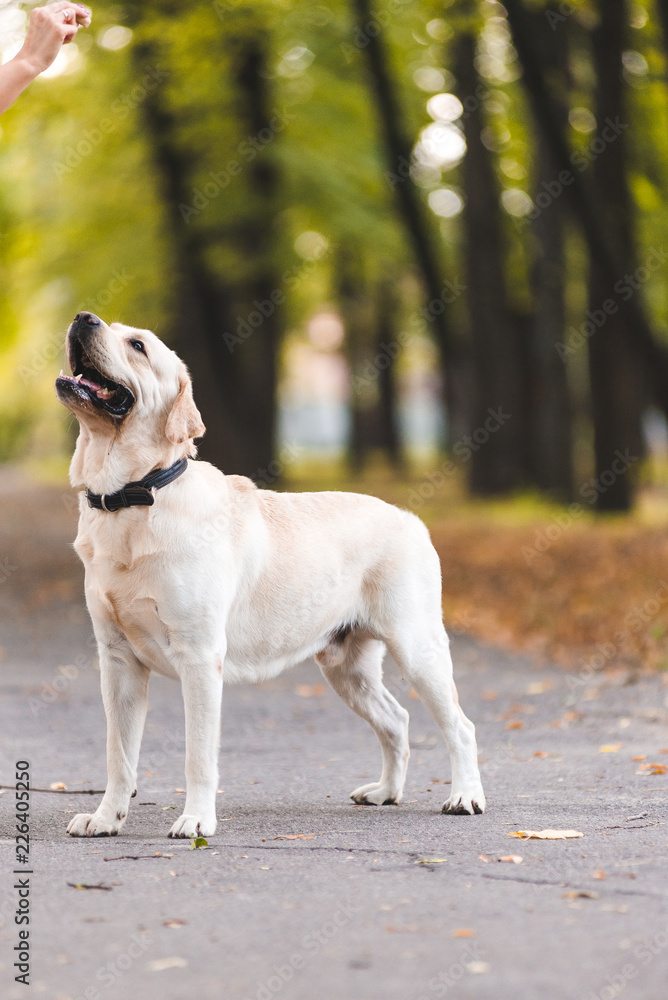 Portrait of a Labrador retriever in the park in the fall.