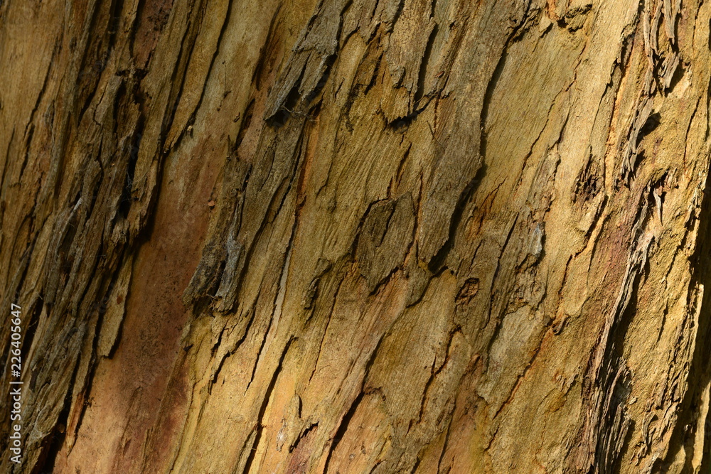 Tree bark, Jersey, U.K.
Abstract image of a forest close up.