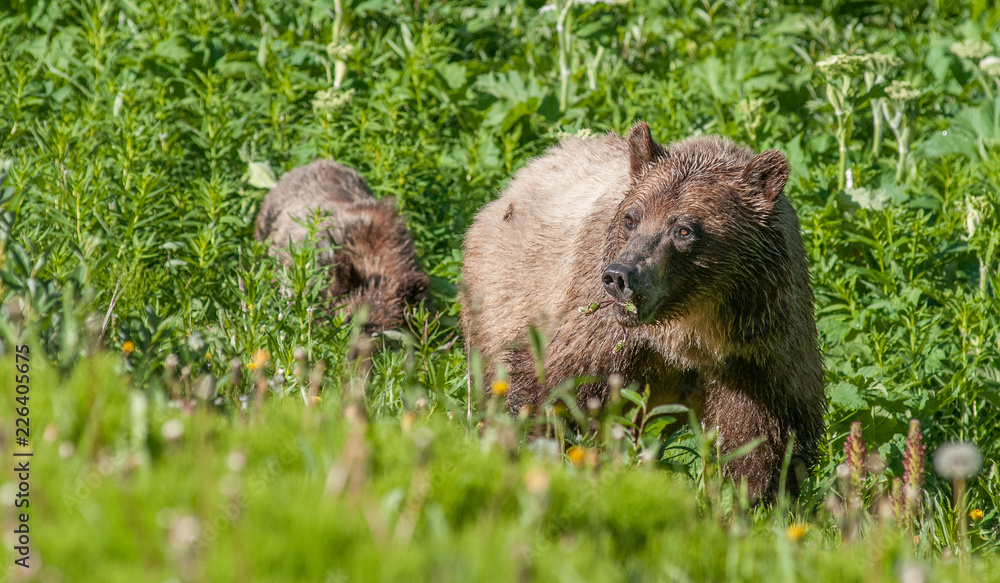 Naklejka premium Grizzly bear