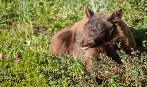 Black bear