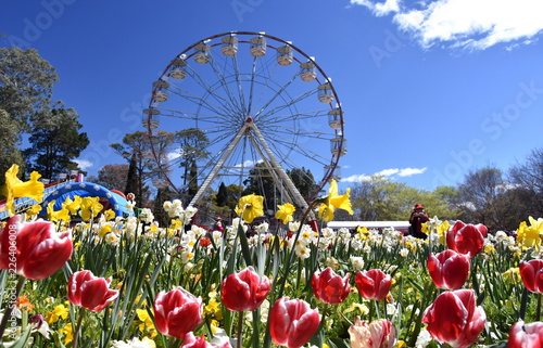 Canberra, Australia - Sept 29, 2018. Ferris wheel at the Spring Festival of Floriade. Masses of tulips in front of the Ferris Wheel at Floriade in Commonwealth Park.
