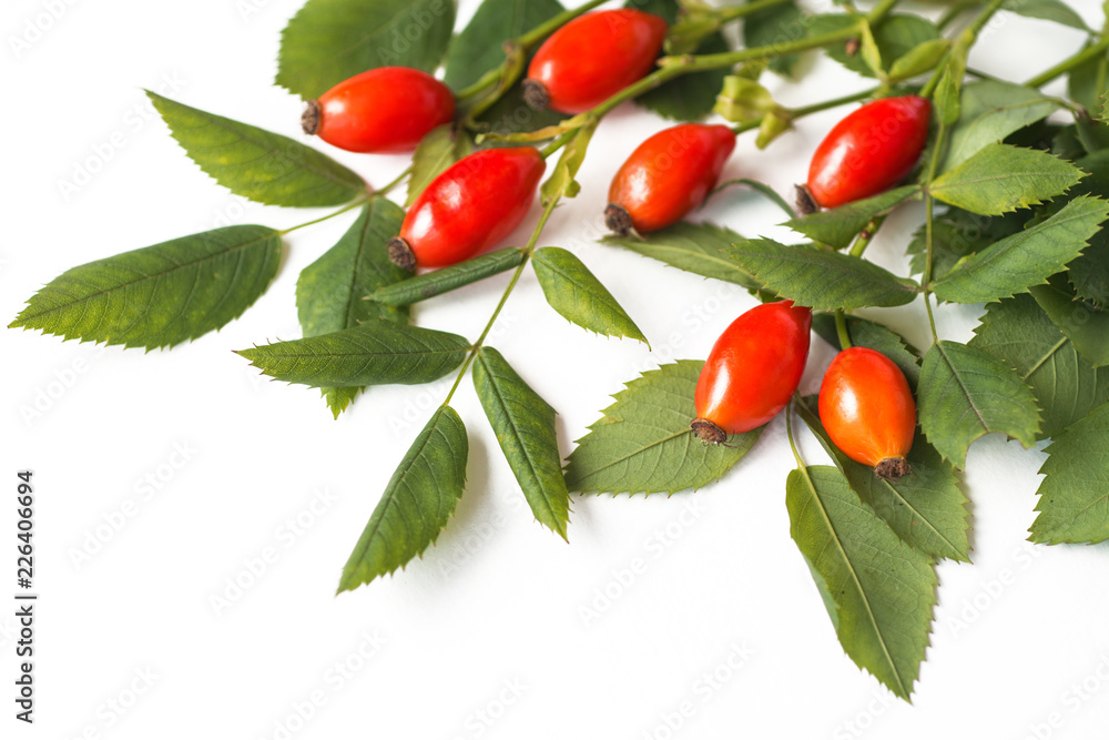 dog rose hips and herbal on white background