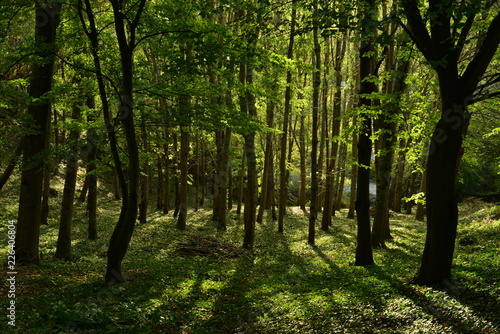 Evergreen forest  Jersey  U.K.  Woodland in Autumn.