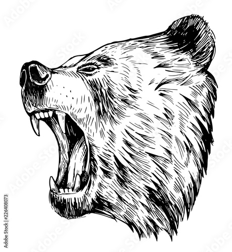 Brown bear head. Hand drawn sketch converted to vector.