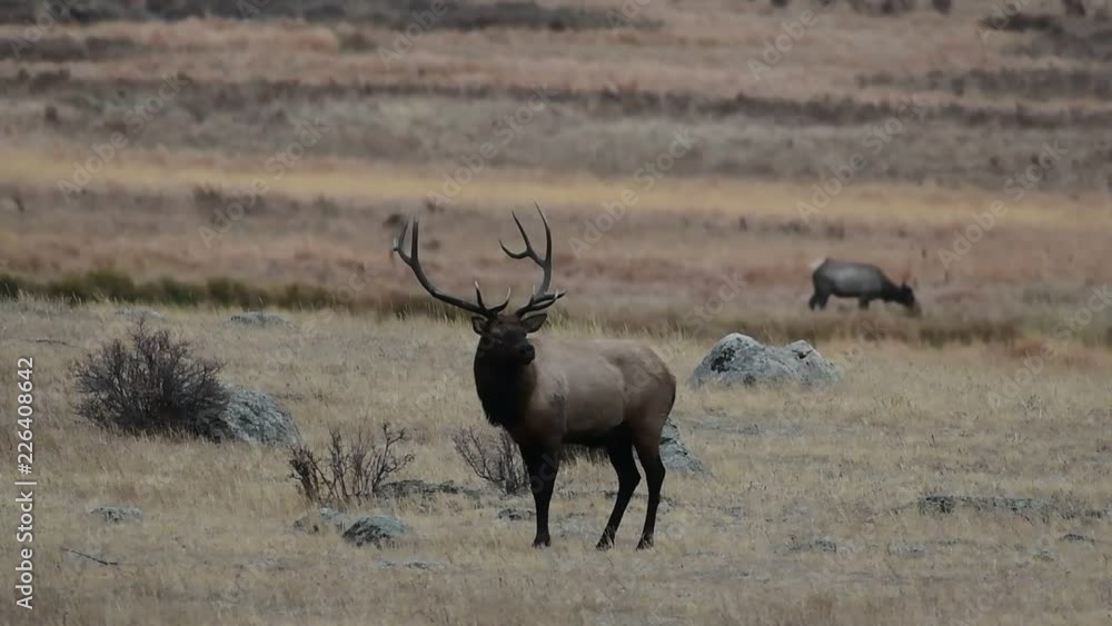 Elk on an Autumn Morning during the Fall Rut Elk on an Autumn Morning during the Fall Rut