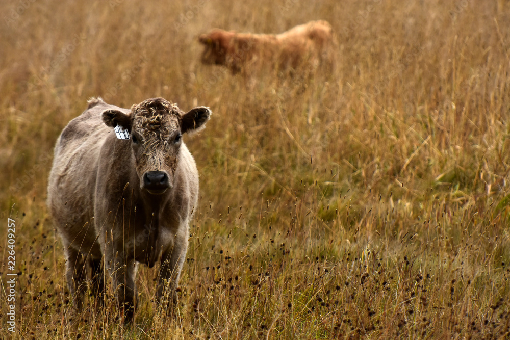 Beef Cattle Background Beef Cattle Background