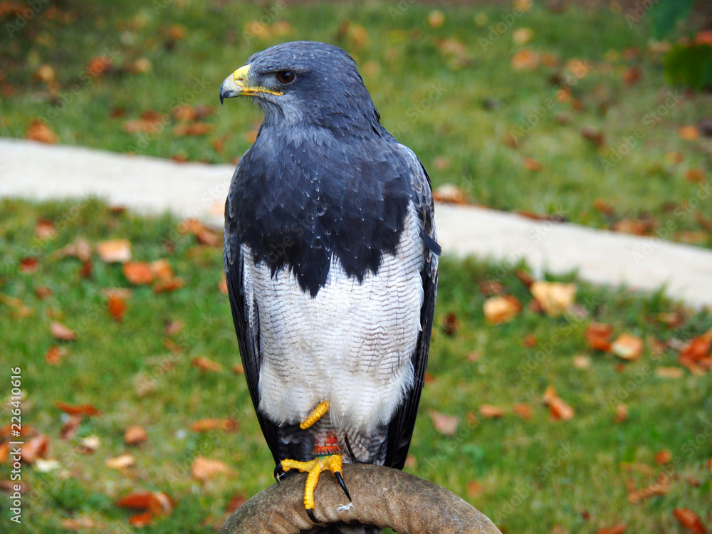 View of a blackchested buzzardeagle Geranoaetus melanoleucus Stock