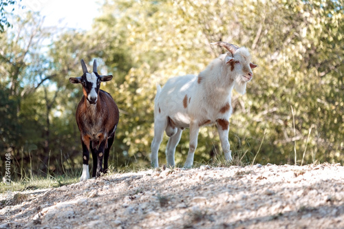 Two goats on top of a hill in the country by trees