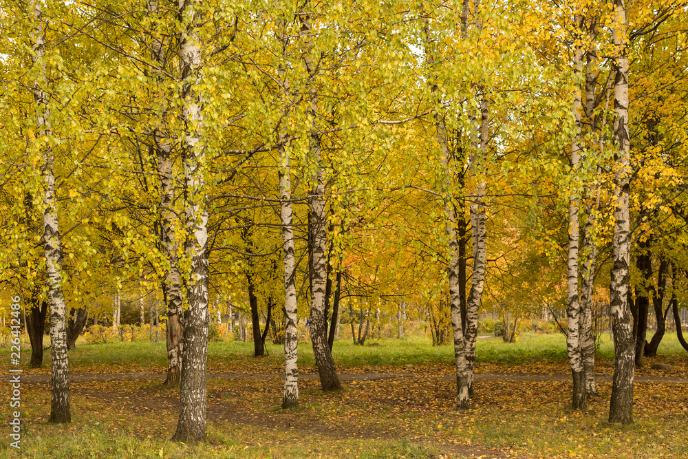 Autumn trees and leaves. Golden fall