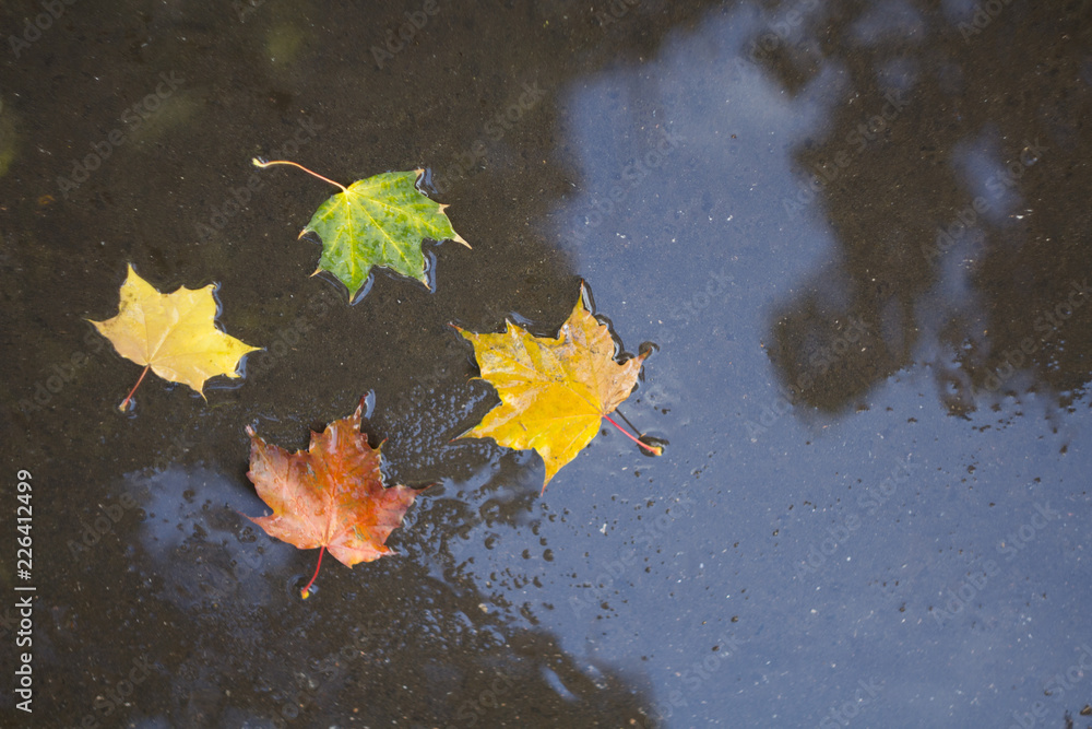 Multi-colored autumn maple leaves on wet asphalt Multi-colored autumn maple leaves on wet asphalt