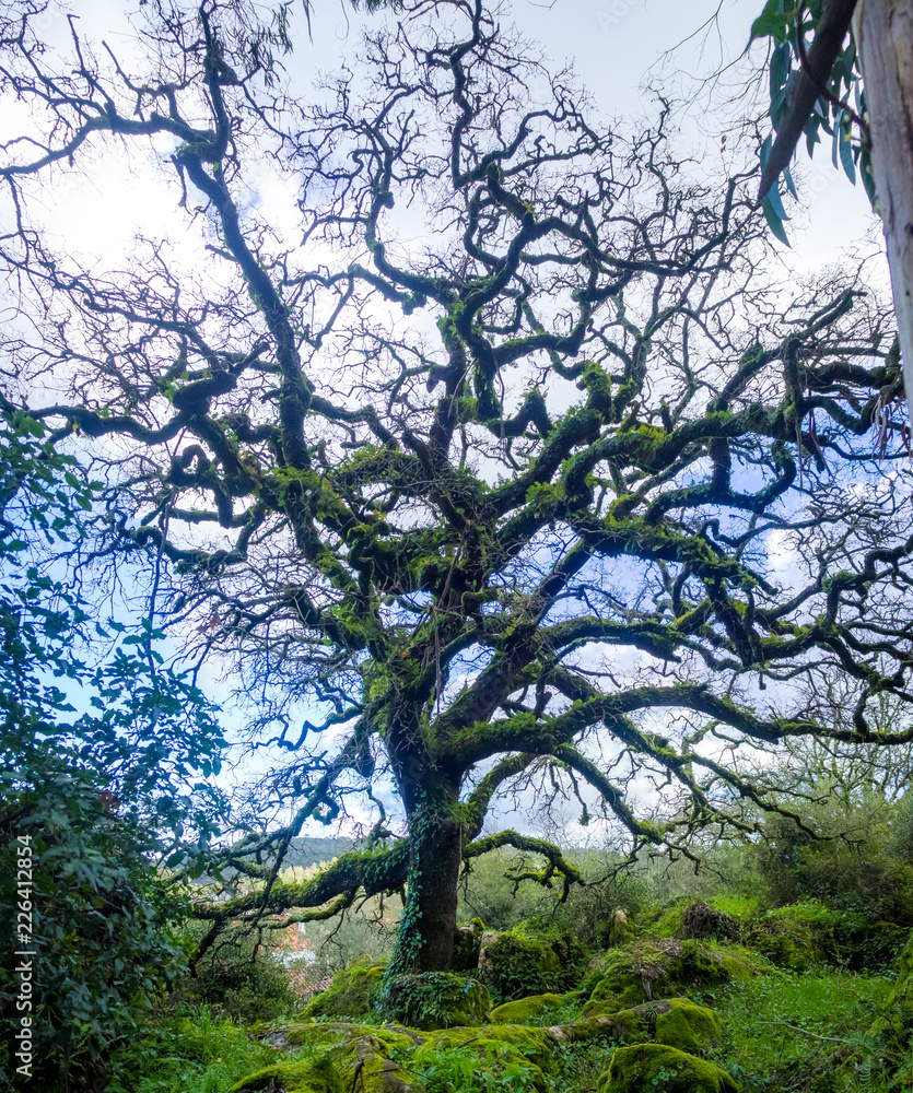 Fototapeta premium Angel oak tree with blue sky background