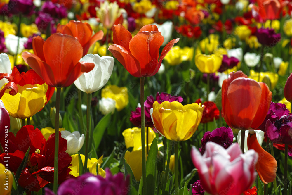 field of tulips