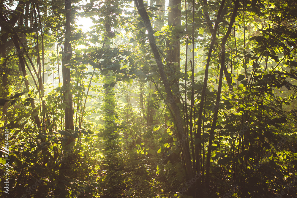 Fototapeta premium Sun rays in the forest after rain, high humidity