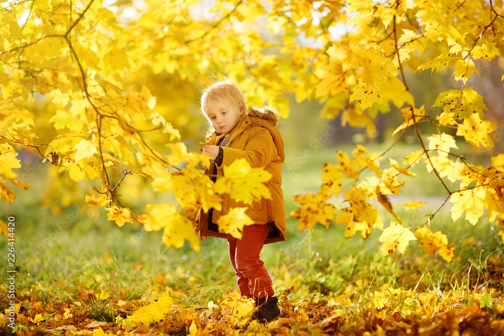Little boy during stroll in the forest at sunny autumn day Little boy during stroll in the forest at sunny autumn day