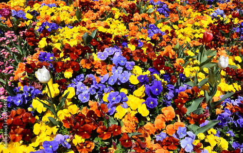 Close up of multicolour (blue, yellow, orange, red) pansy flowers or pansies blooming in the garden. Close-up of blooming Spring Flowers. Season of flowering pansies. Pansy blooming in the Spring.