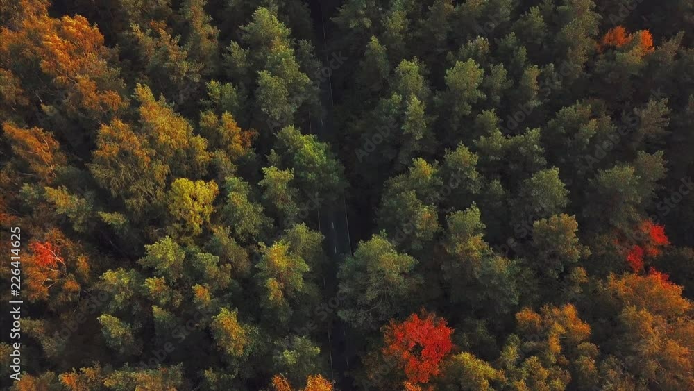 Aerial view. Directly above the deciduous forest in autumn. Top view of the grove with Oak and birch trees. Red, yellow and green lush foliage on the trees. bicyclist rides along a forest road Aerial view. Directly above the deciduous forest in autumn. Top view of the grove with Oak and birch trees. Red, yellow and green lush foliage on the trees. bicyclist rides along a forest road