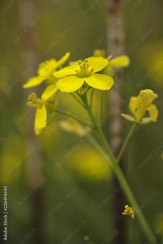 Obraz premium yellow flowers in spring