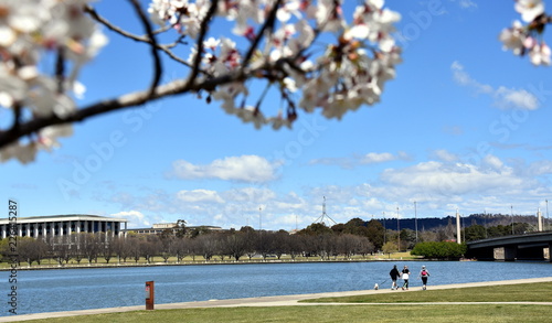 People enjoy the sunny Spring in Canberra. Cherry tree blooming along the walkway of Lake Burley Griffin. View of the National Library of Australia and Parliament House from Commonwealth Park.