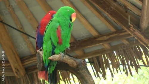 Eclectus Parrot in zoo photo