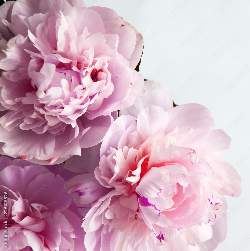 Closeup of beautiful pink Peonie flower