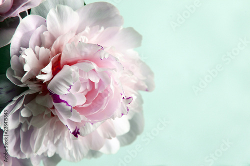 Closeup of beautiful pink Peonie flower