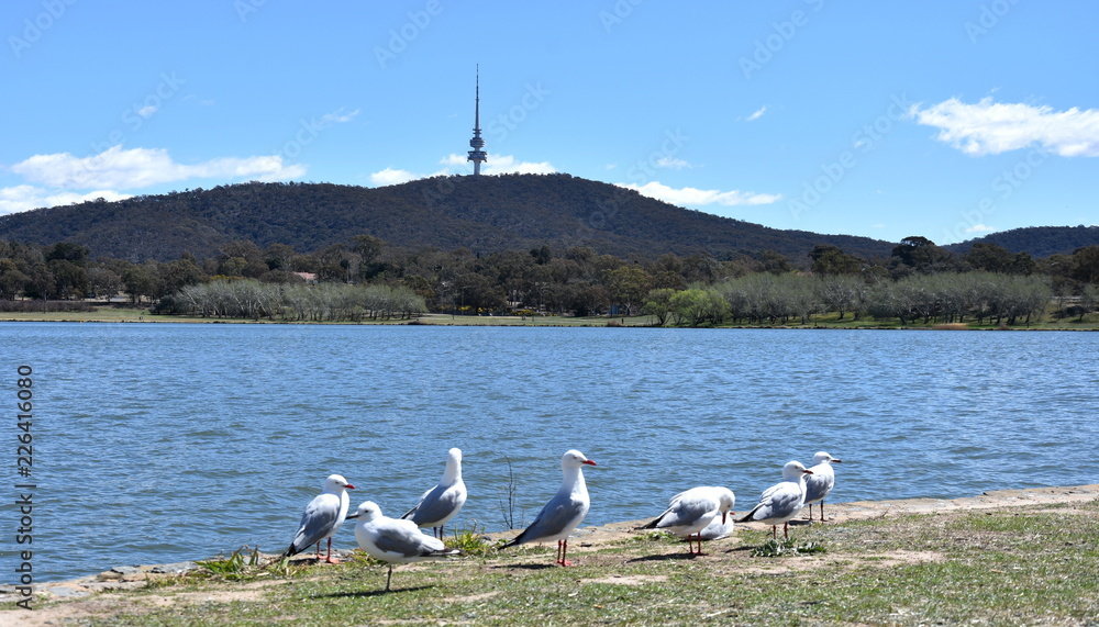 Obraz premium Seagulls sunbathing in the foreground. Panoramic view of Black Mountain Tower (Telstra Tower) and Lake Burley Griffin in Canberra, Australia,