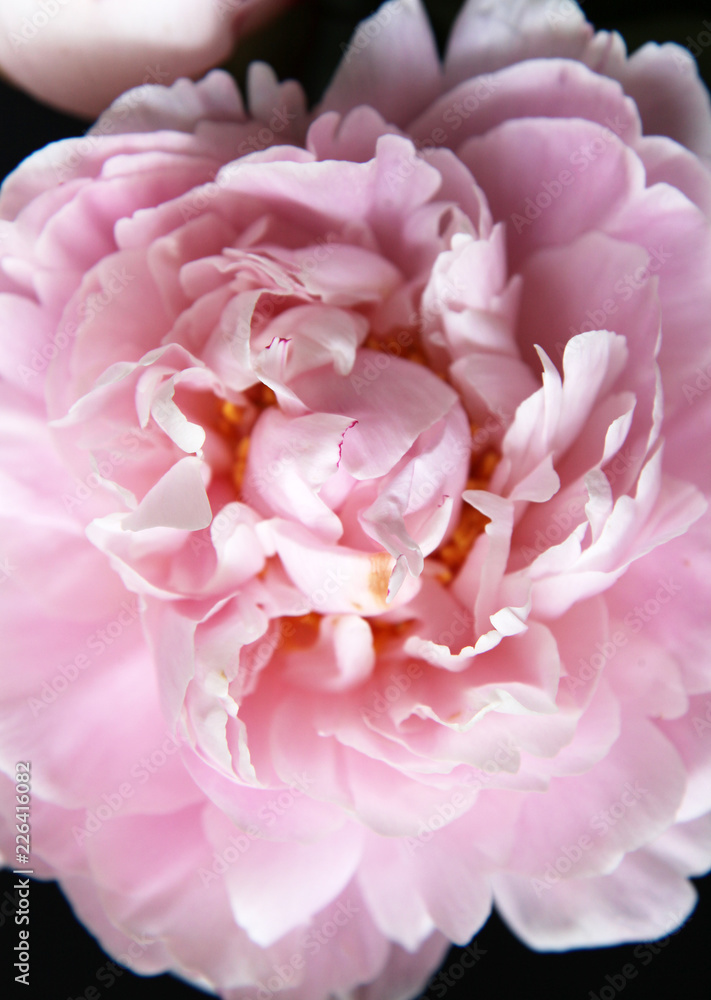 Obraz premium Closeup of beautiful pink Peonie flower