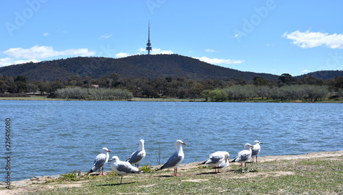 Seagulls sunbathing in the foreground. Panoramic view of Black Mountain Tower  Telstra Tower  and Lake Burley Griffin in  Canberra  Australia 