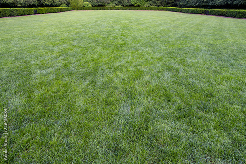 grass field with bushes and trees in the background