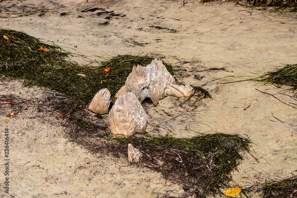 Fototapeta premium Tree stump