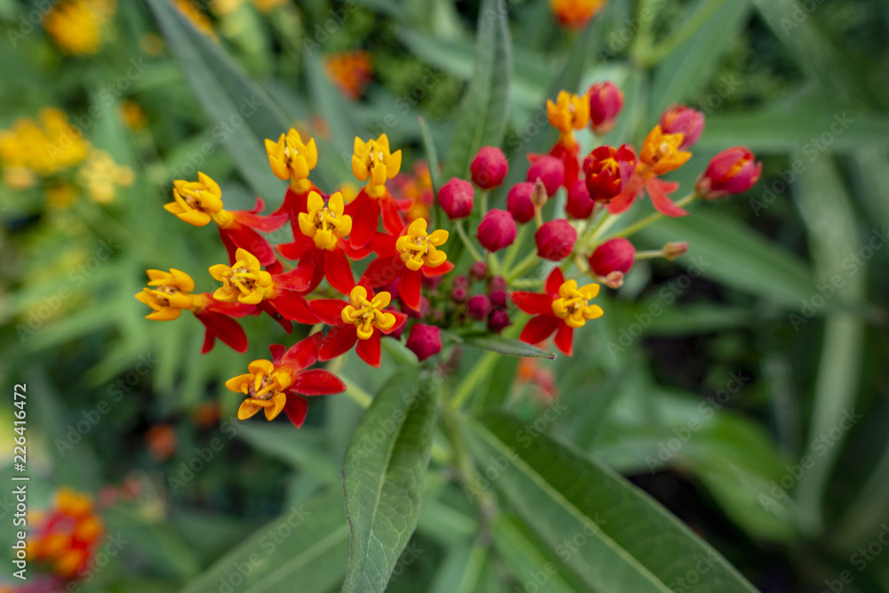 summer yellow red orange small flower cluster summer yellow red orange small flower cluster