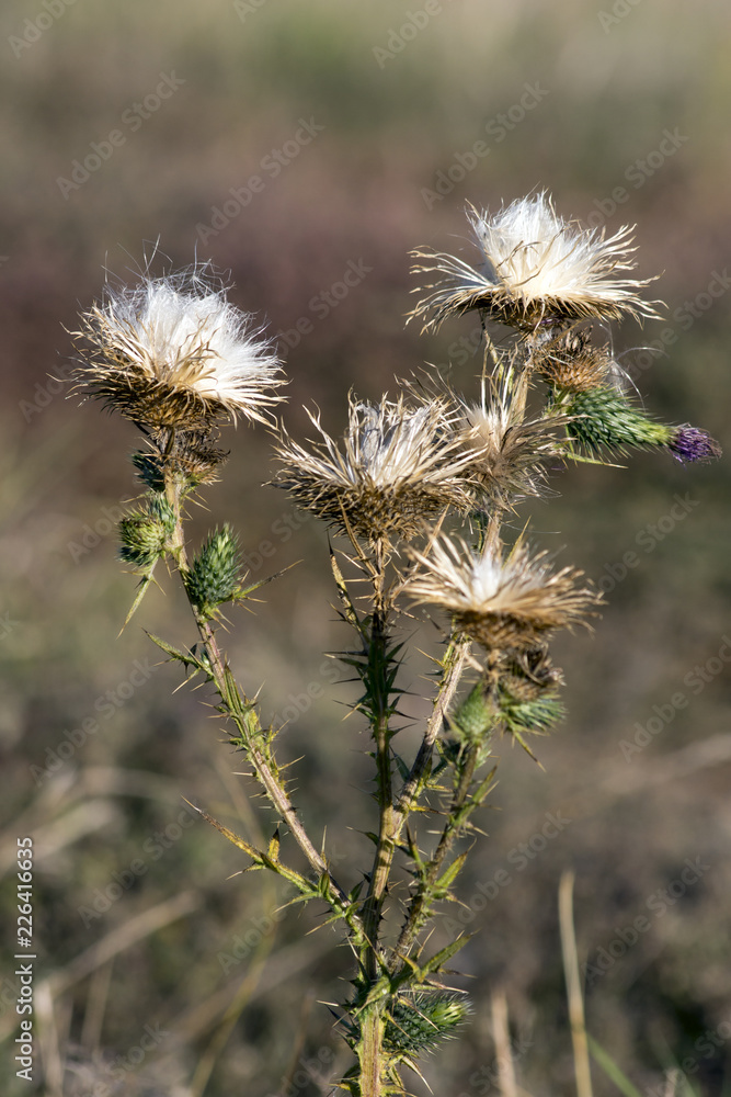 Obraz premium Acanthoides Carduus L. - roadside thistle