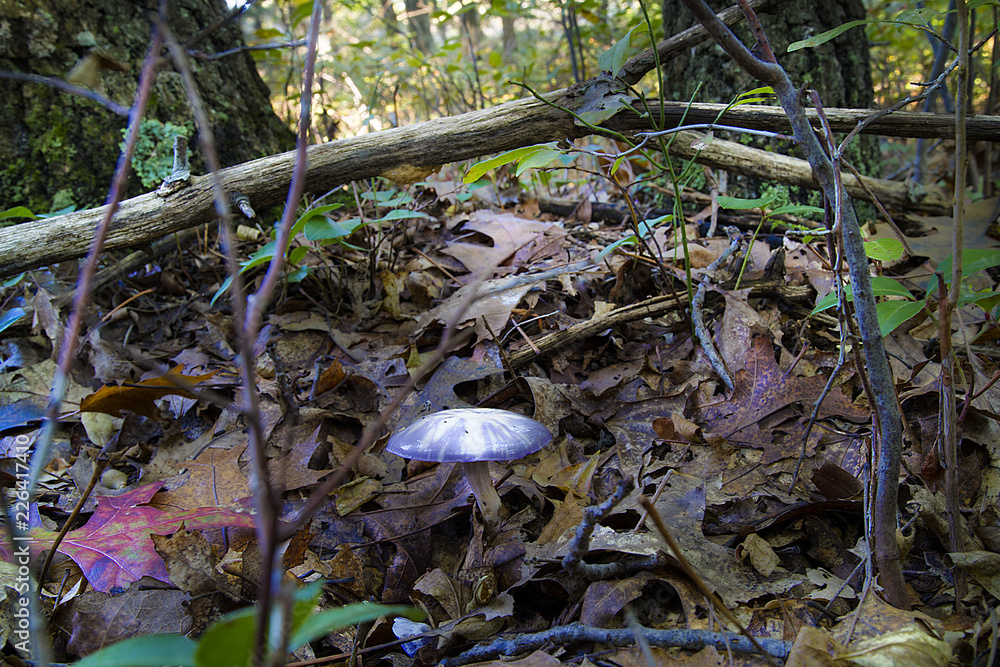 Obraz premium Cortinarius Iodes, Purple Spotted Mushroom Growing Naturally In Oak Forest