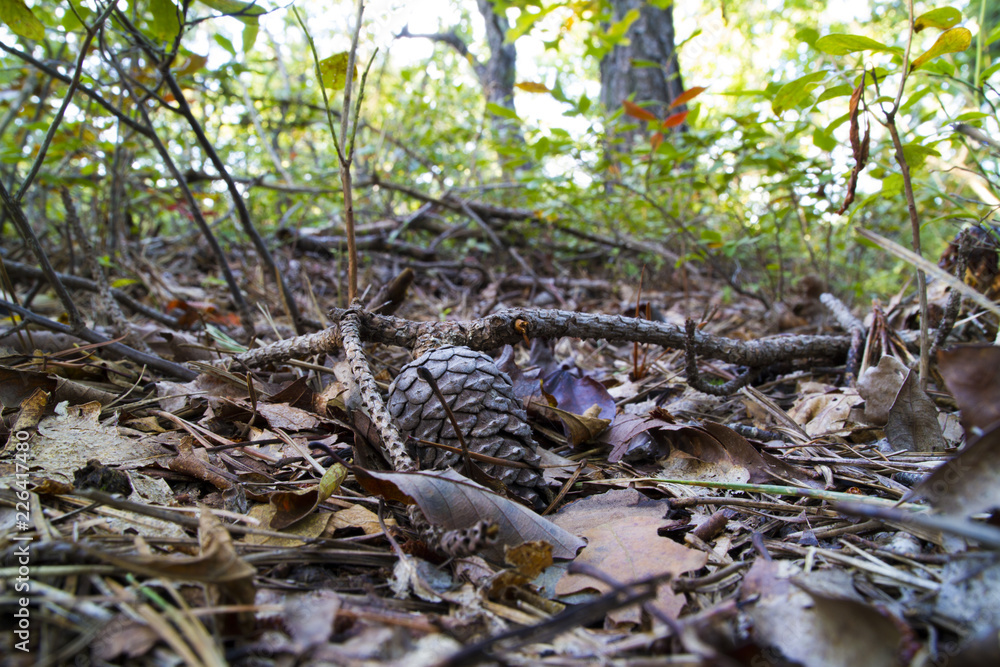 The Forest Floor In Autumn Littered With Pine Cones And Leaves The Forest Floor In Autumn Littered With Pine Cones And Leaves