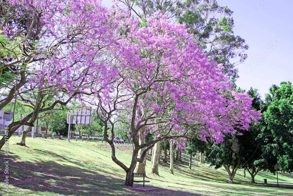 Obraz premium Beautiful Jacaranda trees in New Farm Park, Queensland, Australia