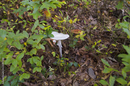 Canvas Print Amanita Ocreata The Death Angel, Or Destroying Angel Mushroom Growing In Natural
