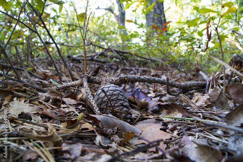 The Forest Floor In Autumn Littered With Pine Cones And Leaves