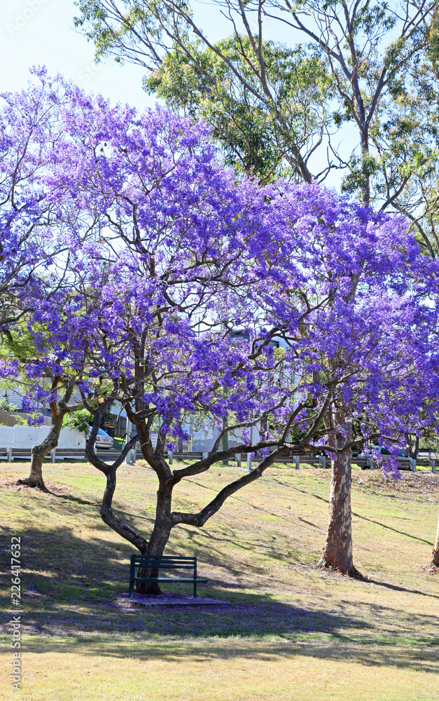 Fototapeta premium Beautiful Jacaranda trees in New Farm Park, Queensland, Australia