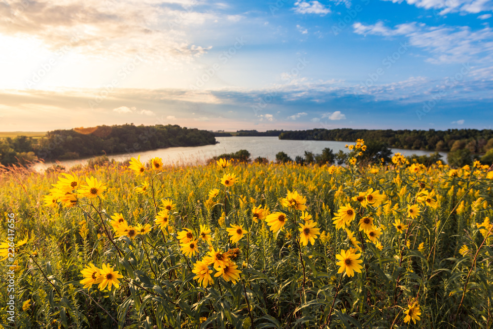 Field of flowers by the lake