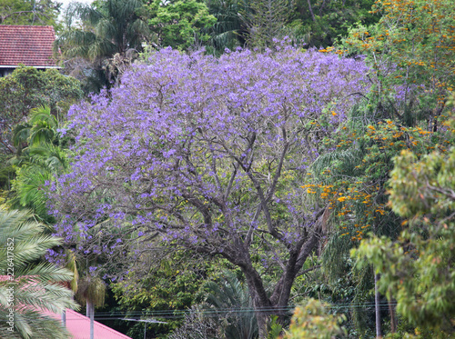 Beautiful Jacaranda trees in New Farm Park, Queensland, Australia