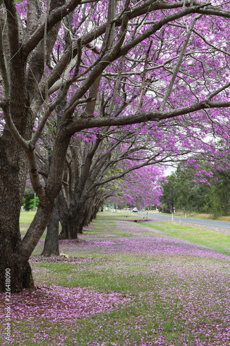 Beautiful Jacaranda trees in New Farm Park, Queensland, Australia photo