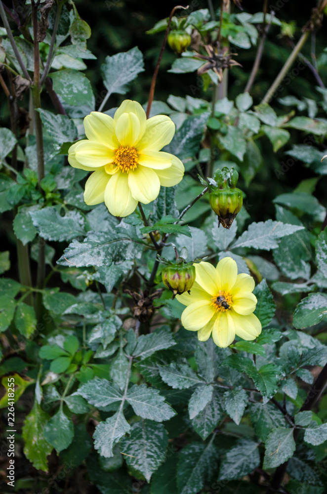 Mulltilobe yellow flower blooming in the fall in a park. Mulltilobe yellow flower blooming in the fall in a park.