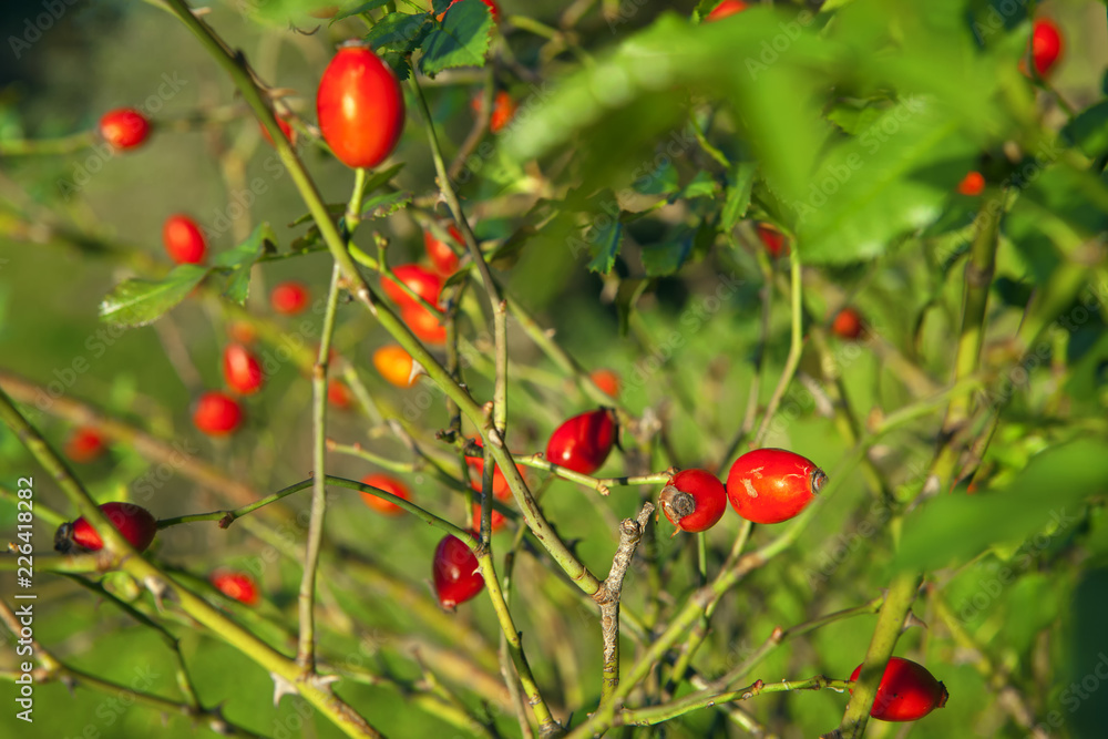 red dog rose berries in the autumn 