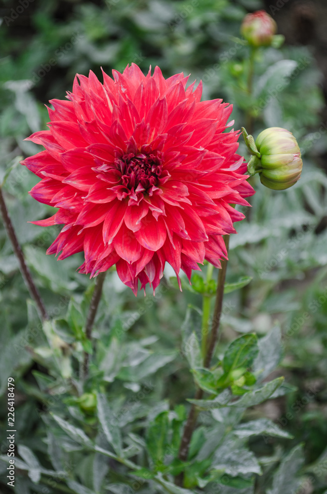 Mulltilobe red gerbera blooming in the fall in a park. Mulltilobe red gerbera blooming in the fall in a park.