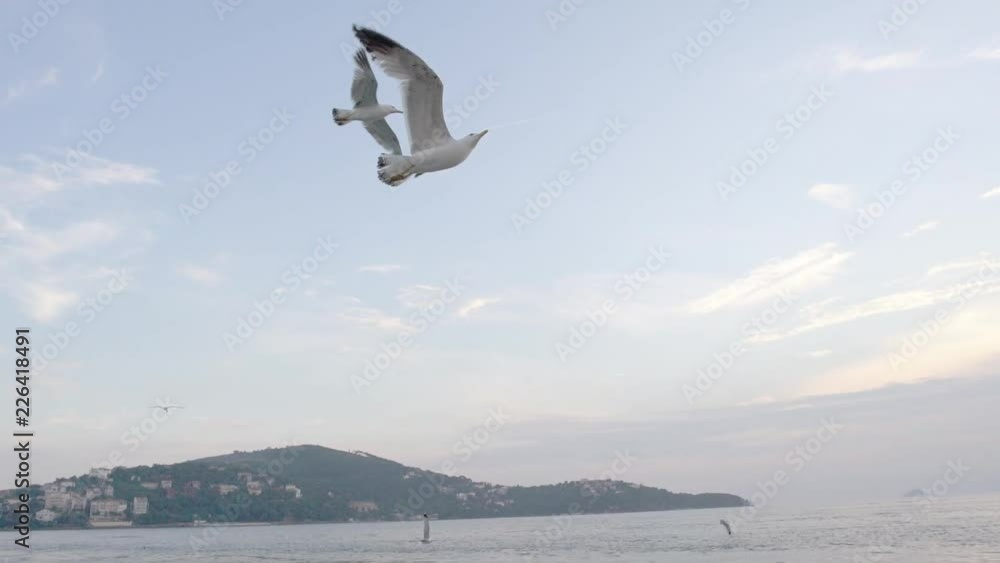 Slow Motion seagulls flying over the sea in sunset in Istanbul Islands Slow Motion seagulls flying over the sea in sunset in Istanbul Islands